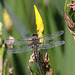 20100616 5698Aw [D~BI] Vierfleck (Libellula quadrimaculata), Lilie, Botanischer Garten, Bielefeld