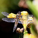 20100616 5699Aw [D~BI] Vierfleck (Libellula quadrimaculata), Lilie, Botanischer Garten, Bielefeld
