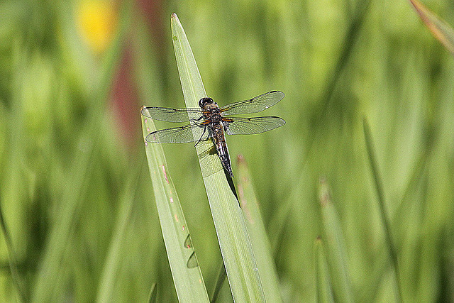 20100616 5700Aw [D~BI] Vierfleck (Libellula quadrimaculata), Lilie, Botanischer Garten, Bielefeld