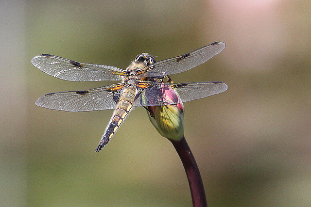 20100616 5703Aw [D~BI] Vierfleck (Libellula quadrimaculata) [M], Botanischer Garten, Bielefeld