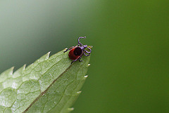 20100516 3585Mw [T~G] Gemeiner Holzbock (Ixodes ricinus) [Zecke], Bad Sazuflen