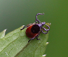 20100516 3586Mw [T~G] Gemeiner Holzbock (Ixodes ricinus) [Zecke], Bad Sazuflen