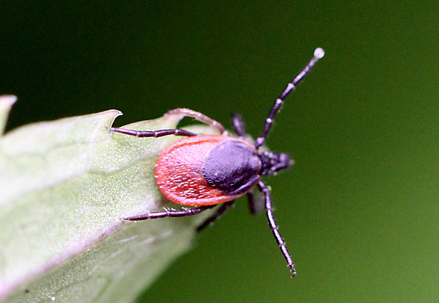 20100516 3587Mw [T~G] Gemeiner Holzbock (Ixodes ricinus) [Zecke], Bad Sazuflen