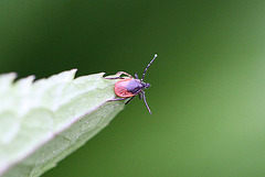 20100516 3588Mw [T~G] Gemeiner Holzbock (Ixodes ricinus) [Zecke], Bad Sazuflen