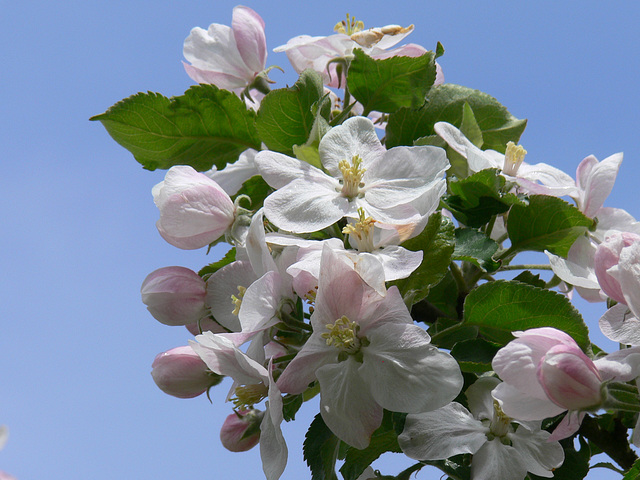 Apfelblüten