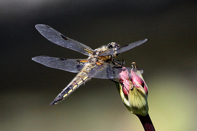 20100616 5718Aw [D~BI] Vierfleck (Libellula quadrimaculata) [M], Botanischer Garten, Bielefeld