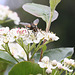 20100509 3192Mw [D~LIP] Igelfliege (Tachina fera) Bad Salzuflen