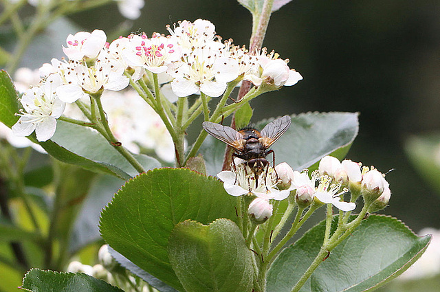 20100509 3193Mw [D~LIP] Igelfliege (Tachina fera) Bad Salzuflen