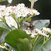 20100509 3193Mw [D~LIP] Igelfliege (Tachina fera) Bad Salzuflen