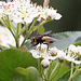 20100509 3194Mw [D~LIP] Igelfliege (Tachina fera) Bad Salzuflen