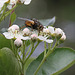 20100509 3195Mw [D~LIP] Igelfliege (Tachina fera) Bad Salzuflen