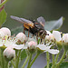 20100509 3196Mw [D~LIP] Igelfliege (Tachina fera) Bad Salzuflen