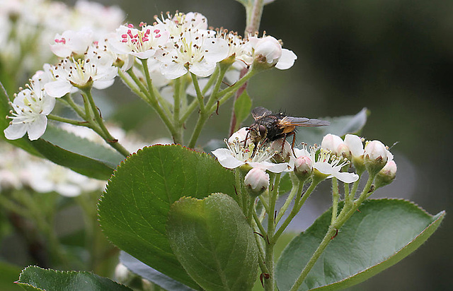 20100509 3197Mw [D~LIP] Igelfliege (Tachina fera) Bad Salzuflen