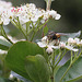 20100509 3197Mw [D~LIP] Igelfliege (Tachina fera) Bad Salzuflen