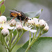 20100509 3199Mw [D~LIP] Igelfliege (Tachina fera) Bad Salzuflen