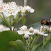 20100509 3201Mw [D~LIP] Igelfliege (Tachina fera) Bad Salzuflen