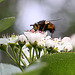 20100509 3202Mw [D~LIP] Igelfliege (Tachina fera) Bad Salzuflen