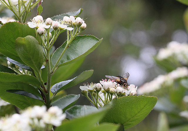 20100509 3203Mw [D~LIP] Igelfliege (Tachina fera) Bad Salzuflen