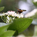 20100509 3204Mw [D~LIP] Igelfliege (Tachina fera) Bad Salzuflen