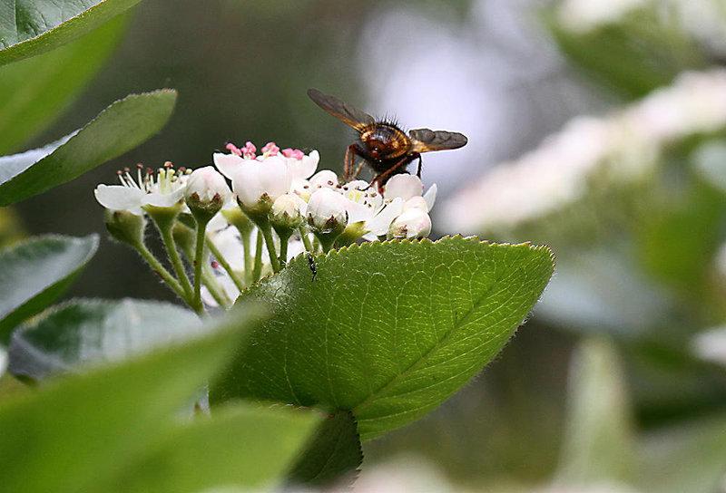 20100509 3204Mw [D~LIP] Igelfliege (Tachina fera) Bad Salzuflen