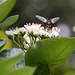 20100509 3205Mw [D~LIP] Igelfliege (Tachina fera) Bad Salzuflen