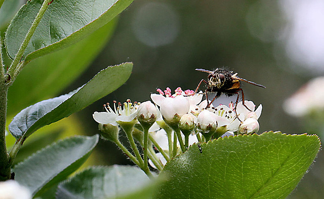 20100509 3206Mw [D~LIP] Igelfliege (Tachina fera) Bad Salzuflen