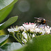 20100509 3206Mw [D~LIP] Igelfliege (Tachina fera) Bad Salzuflen