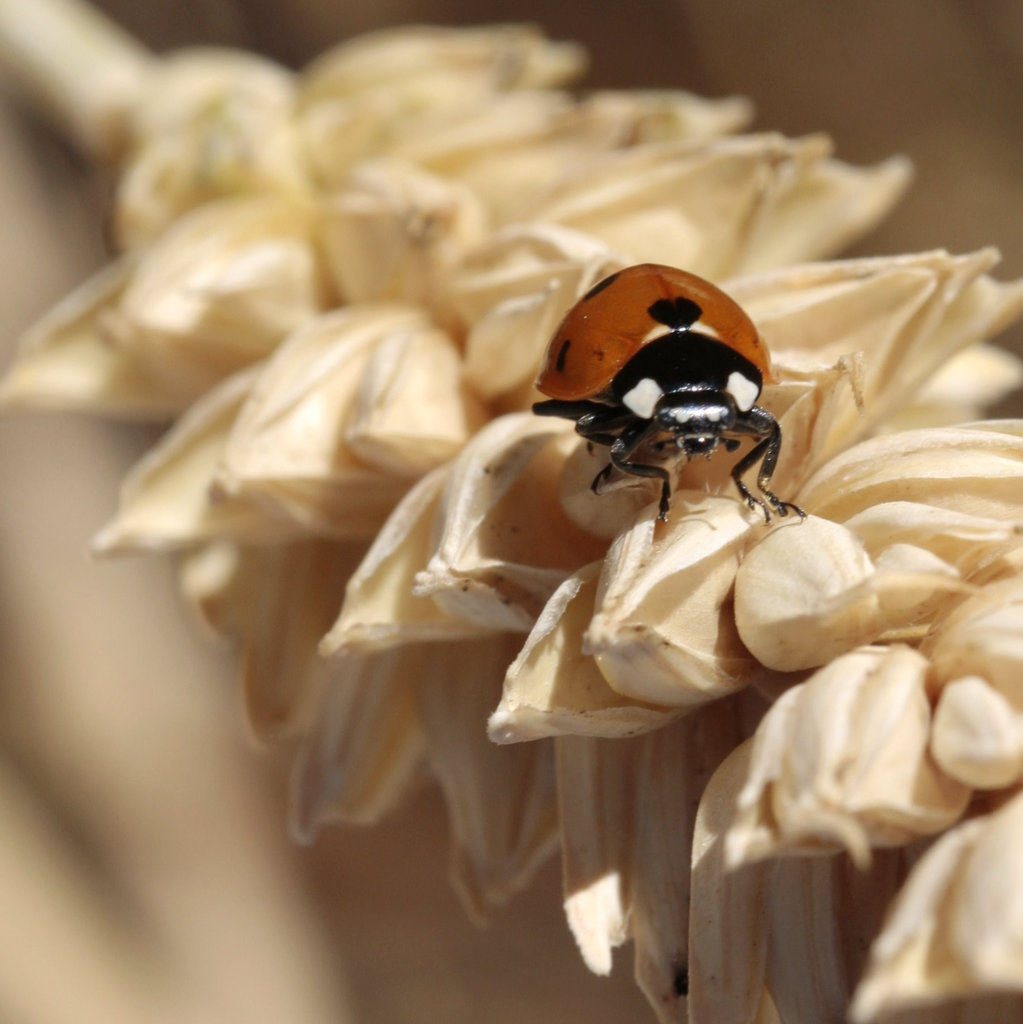 coccinelle