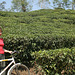 Cycling - Srimangal