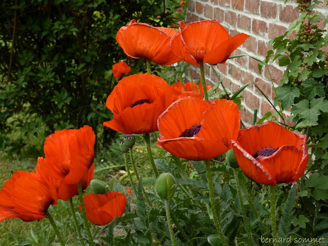 Le coin des pavots