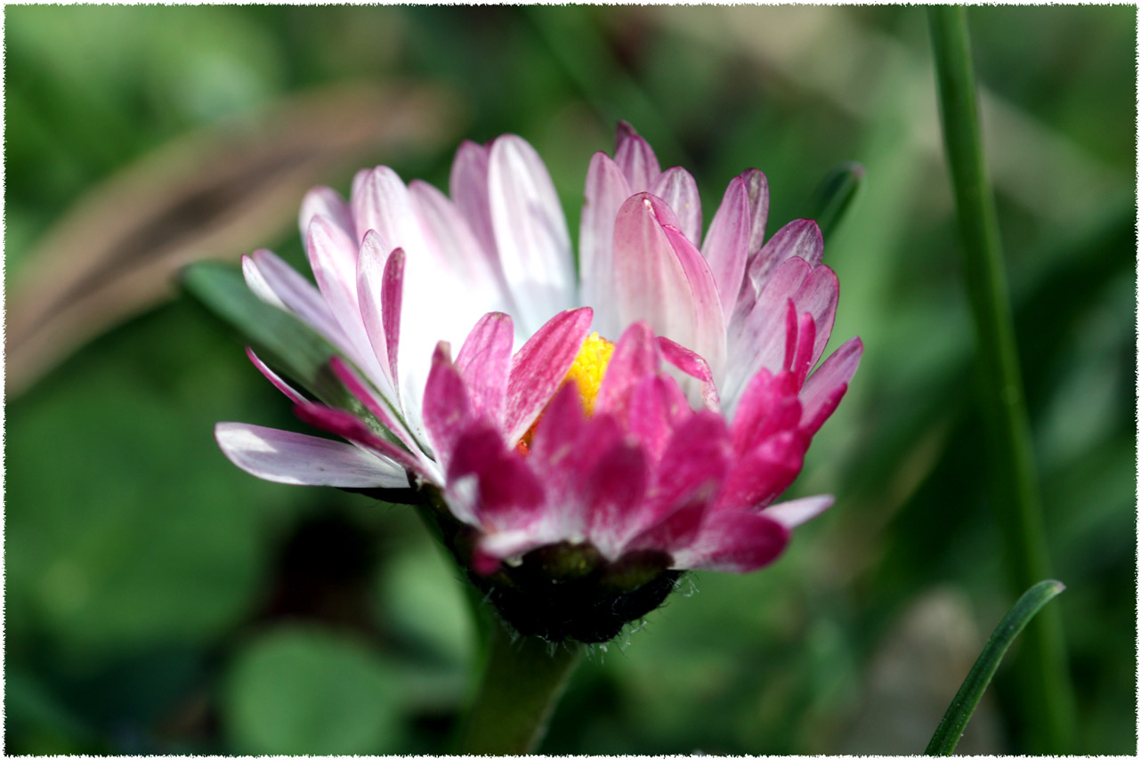 Gänseblümchen