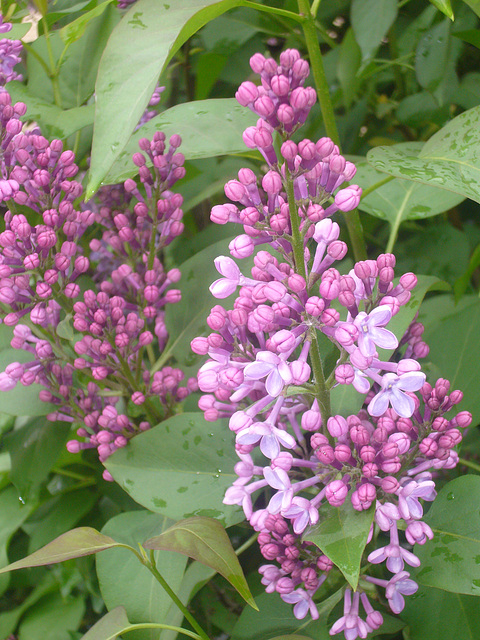 Fliederblüten