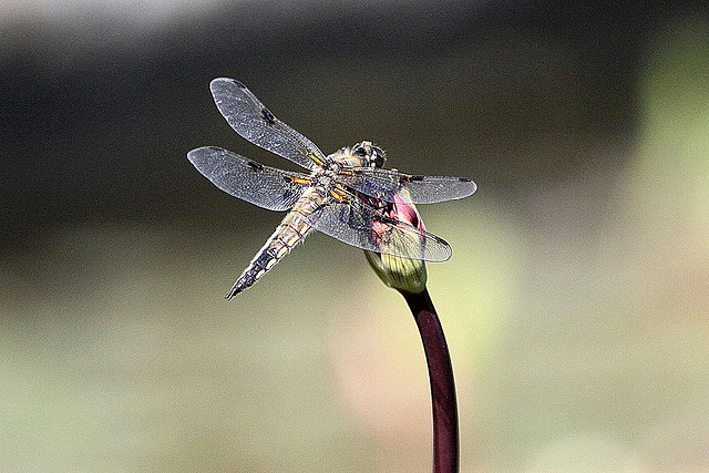 20100616 5727Aw [D~BI] Vierfleck (Libellula quadrimaculata) [M], Botanischer Garten, Bielefeld