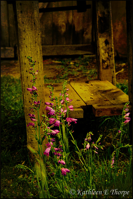 Taos Bench and Flowers - French Kiss Texture