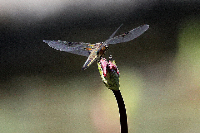 20100616 5739Aw [D~BI] Vierfleck (Libellula quadrimaculata) [M], Schwanenblume (Butomus umbellatus), Botanischer Garten, Bielefeld