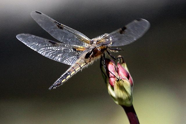 20100616 5760Aw [D~BI] Vierfleck (Libellula quadrimaculata) [M], Botanischer Garten, Bielefeld