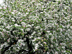 Apfelblüte - Streuobst