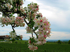 Apfelblüte - Streuobstbäume