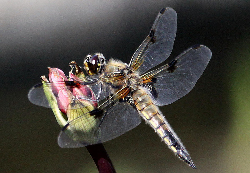 20100616 5788Aw [D~BI] Vierfleck (Libellula quadrimaculata) [M], Schwanenblume (Butomus umbellatus), Botanischer Garten, Bielefeld