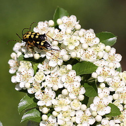 20100616 5394Mw [D~LIP] Gefleckter Schmalbock (Strangalia maculata), Mittelmeer Feuerdorn (Pyracantha coccinea), Bad Salzufeln