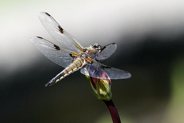 20100616 5797Aw [D~BI] Vierfleck (Libellula quadrimaculata) [M], Botanischer Garten, Bielefeld