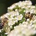 20100616 5403Mw [D~LIP] Honigbiene, Gefleckter Schmalbock (Strangalia maculata), Bad Salzufeln