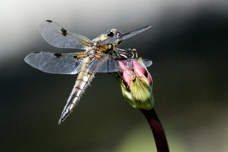 20100616 5799Aw [D~BI] Vierfleck (Libellula quadrimaculata) [M], Botanischer Garten, Bielefeld