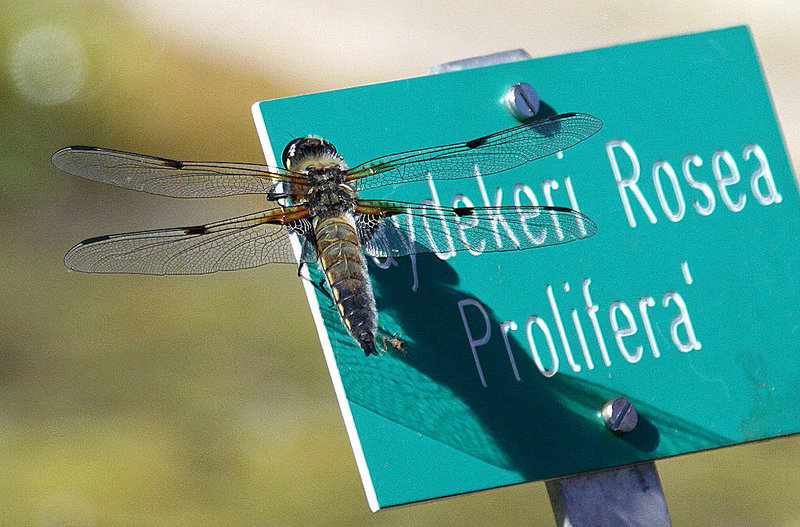 20100616 5803Aw [D~BI] Vierfleck (Libellula quadrimaculata) [M], Botanischer Garten, Bielefeld