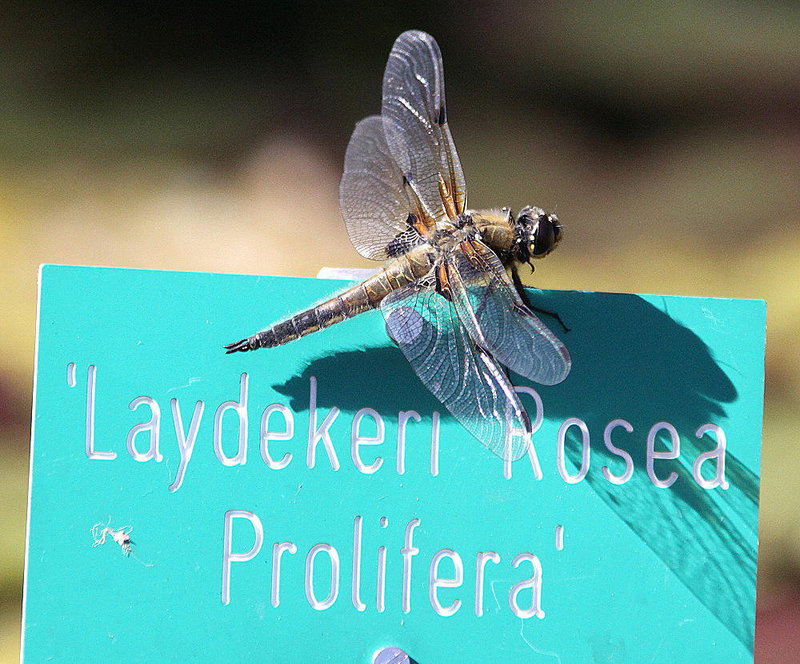 20100616 5805Aw [D~BI] Vierfleck (Libellula quadrimaculata) [M], Botanischer Garten, Bielefeld
