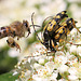 20100616 5415Mw [D~LIP] Honigbiene, Gefleckter Schmalbock (Strangalia maculata), Bad Salzufeln