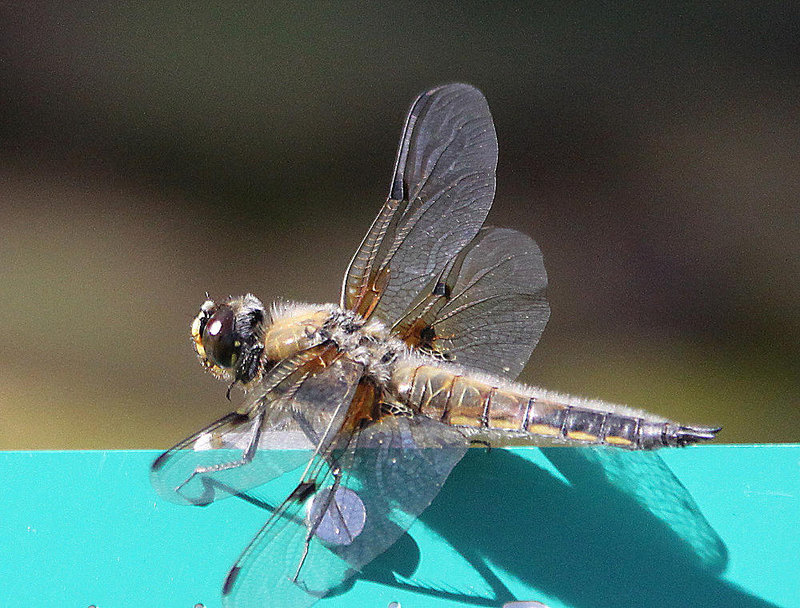 20100616 5809Aw [D~BI] Vierfleck (Libellula quadrimaculata) [M], Botanischer Garten, Bielefeld