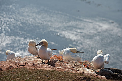 Northern Gannets