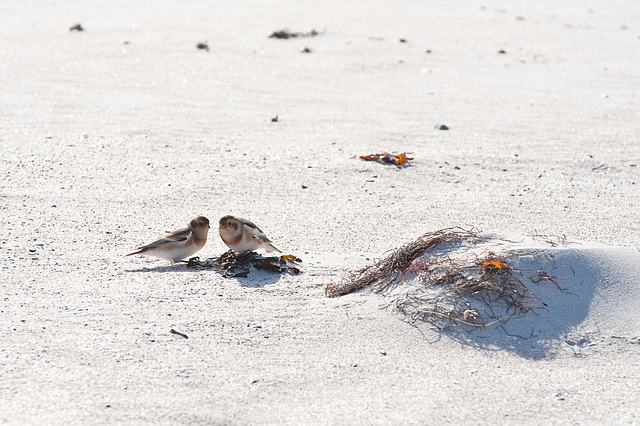 Schneeammer - Snow Bunting