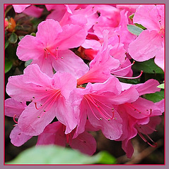 Rhododendron/Azalee